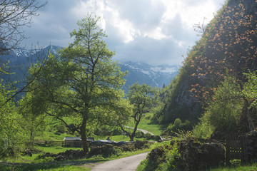 Village road on the spring landscape with Julian Alp mountains valley in Slovenia- Bohinj Area , with green meadon