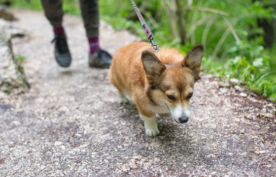 Welsbehaviour, cute, dog, dog training, furry, lead, leash, outdoor, outdoors, owner, pull, training, walk, walking dogh corgi pembroke small dog pulling on a leash during a walk