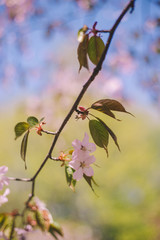 Close up sakura bloom, cherry blossom, cherry tree on a blurred green tree and blue sky background