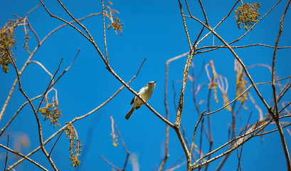 Bird in Golden Rod Branches