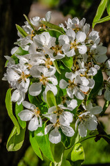 Springtime Pear Blossoms