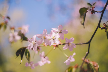 Close up sakura bloom, cherry blossom, cherry tree on a blurred green tree and blue sky background