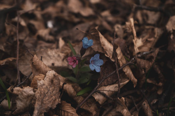 amazing isolated blue lungworts flower grows in wild forest between old leaves in western Ukraine early spring