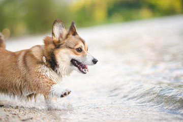 Welsh corgi pembroke dog  playing and having fun with the water outdoors