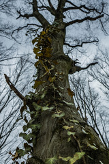 common ivy climbing on the old majesty hornbeam tree