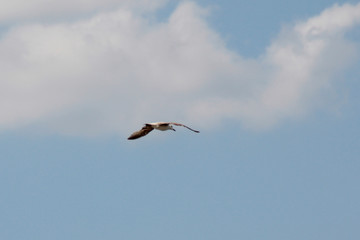 Bird in flight