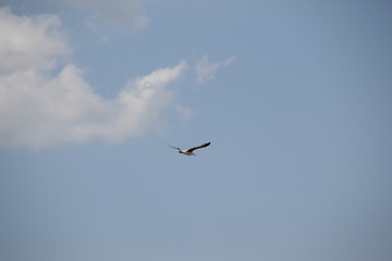 Bird in flight