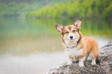Sable welsh corgi pembroke dog beautiful portrait