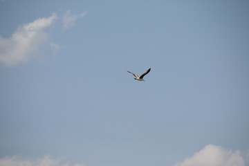 Bird in flight