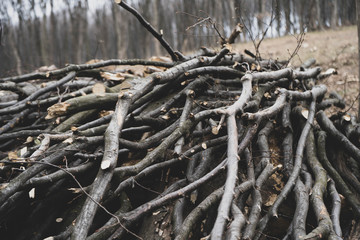 big pile of cut down branches of hornbeam trees