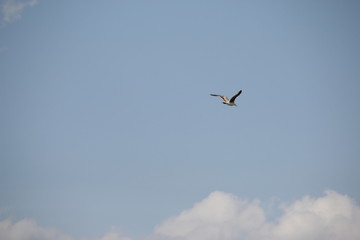 Bird in flight