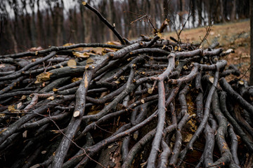 big pile of cut down branches of hornbeam trees