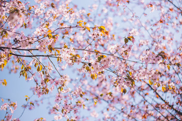 Close up sakura bloom, cherry blossom, cherry tree on a blurred blue sky background