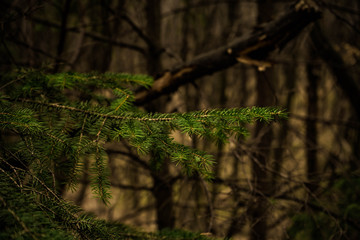 closeup picture of a evergreen spurce branch with a mystery dark forest on a background