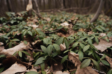 wild forest lawn of green periwinkle plants