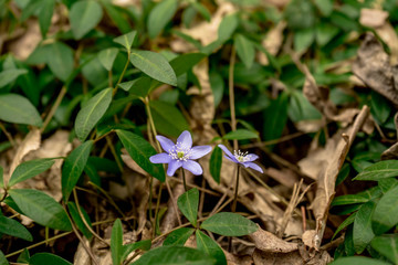 light purple scilla flowers grow between the periwinkle green leaves