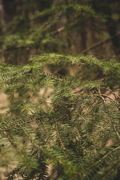 closeup picture of a evergreen spurce branch