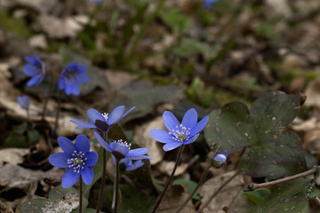 Amazing macro photo of scilla blue flowers and dry leaves around