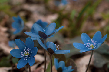 Amazing macro photo of scilla flowers with unusual blue color art