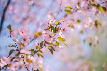 Fototapeta na wymiar Close up sakura bloom, cherry blossom, cherry tree on a blurred blue sky background