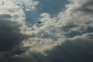 Bird in flight