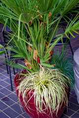 Palm tree in pot in london on south bank