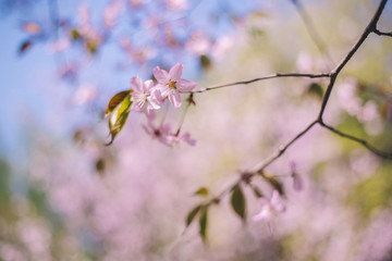 Close up sakura bloom, cherry blossom, cherry tree on a blurred blue sky background
