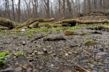 flooded by a underground wild forest water spring water source land in the forest