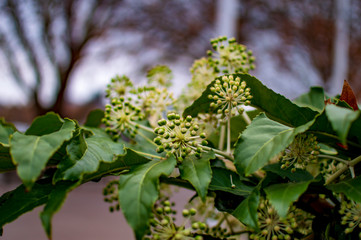 Green trees on river thames and branches with fruits