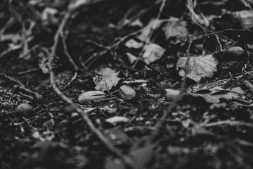 Black and white art close up picture of acorns