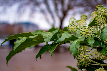 Green trees on river and the long branches of green leaves