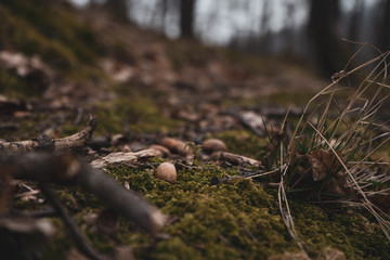 amazing art close up picture of acorns in the green moss in wild nature