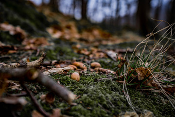 amazing colorful art close up picture of acorns in the green moss in wild nature