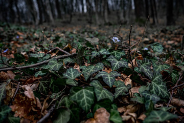 Beautiful close up picture with green ivy on the ground in the wild forest