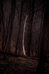 isolated white fallen tree in the dark hornbeam trees wild forest