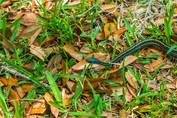 A Common Garter Snake in leaves and grass in the spring