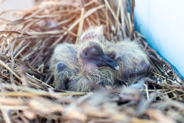 Baby bird sleep in swallow's nest