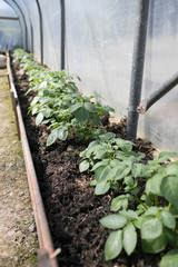 Potatoes Growing in Polytunnel