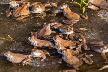 Common brown frogs gathered for mating season