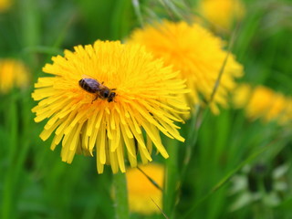 bee collects nectar from a dandelion