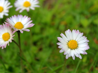 daisies in the grass in the spring evening warm colors