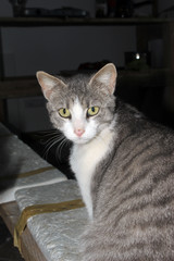Stray cat
