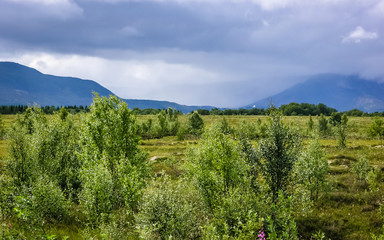 Sparse forest in the mountains of Norway.