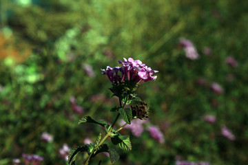 Flowers up close