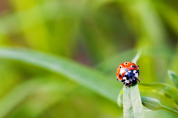 Ladybug sitting on grass. Colorful insect on green leaf. Natural background, morning in forest.