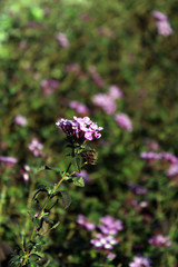 Flowers up close
