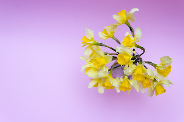 Bouquet of daffodils in a glass vase on a pink background
