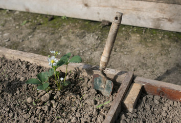 Strawberry Plant and Trowel