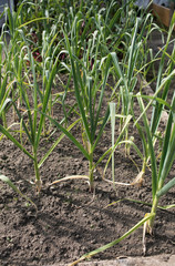 Young Leeks Growing in Raised Garden Bed