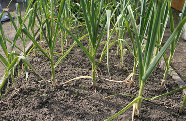 Young Leeks Growing in Raised Garden Bed